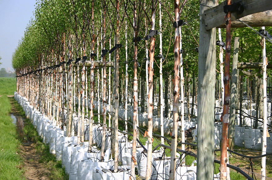 Barcham Trees